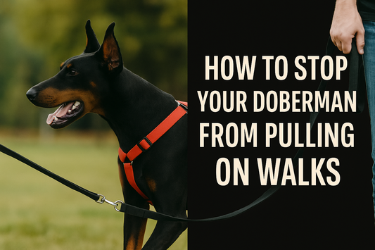 How to Stop Your Doberman from Pulling on Walks