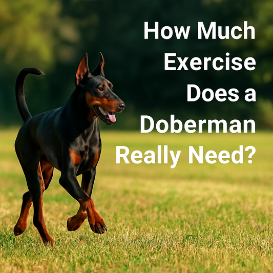 How Much Exercise Does a Doberman Really Need?