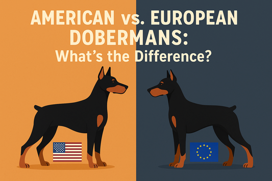 American vs. European Dobermans: What’s the Difference?