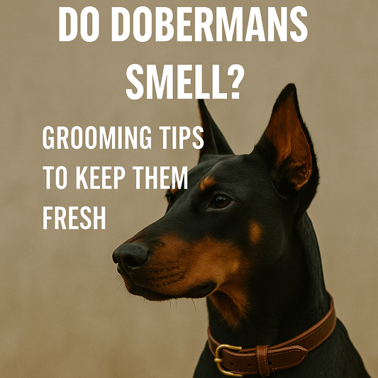 Do Dobermans Smell? Grooming Tips to Keep Them Fresh