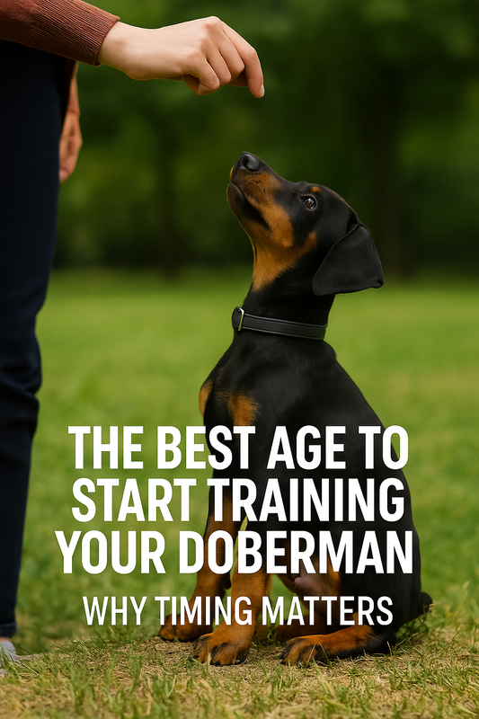 The Best Age to Start Training Your Doberman: Why Timing Matters