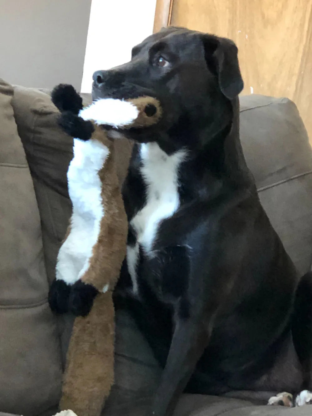 Ultra-Durable Stuffing-Free Animal Dog Toy – Crinkle & Squeak Chew Toy for Aggressive Doberman Play