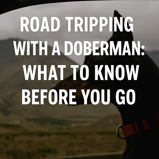 Road Tripping With a Doberman: What to Know Before You Go