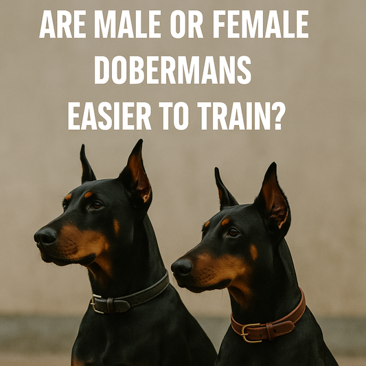 Are Male or Female Dobermans Easier to Train?