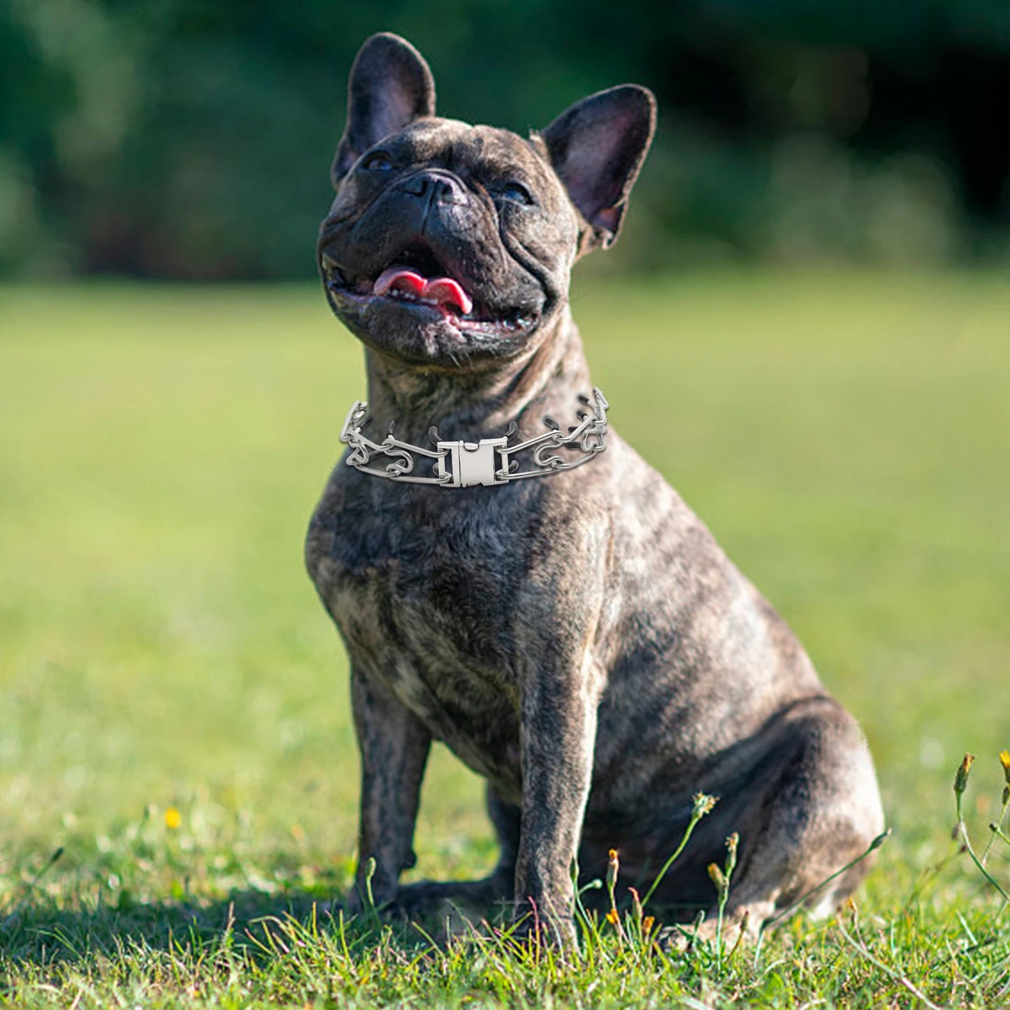 Adjustable Prong Training Collar for Dobermans – No-Pull Control with Quick-Release Buckle