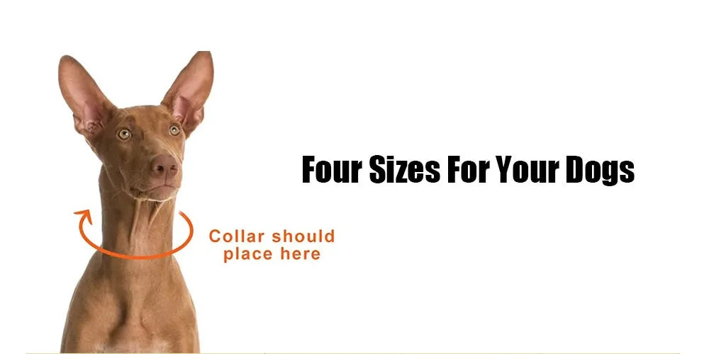 Stainless Steel Prong Training Collar for Dobermans – Rubber-Tipped for Safe, Firm Correction